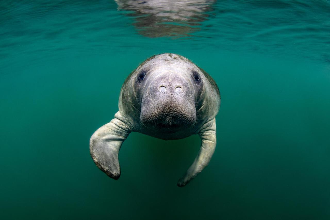 10 Fun Facts About Manatees | Discover Crystal River