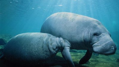 10 Amazing Facts About Manatees